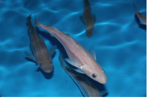 Artificially aquacultured Pollack