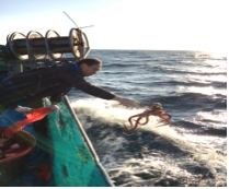 Pacific giant octopus tagging survey