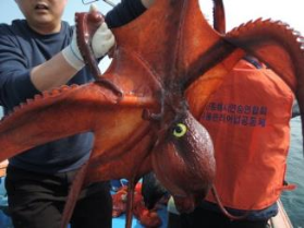Pacific giant octopus tagging