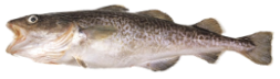 Cod