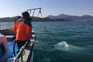 연안 난자치어 조사