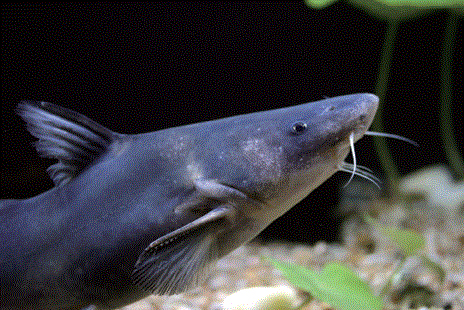 사라진 금강 종어(宗魚) 복원