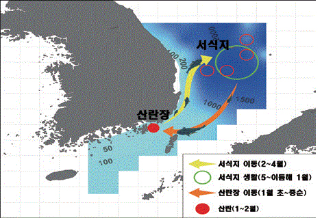 진해만에서 시작된 청어, 대구의 산란·성육생태 구명