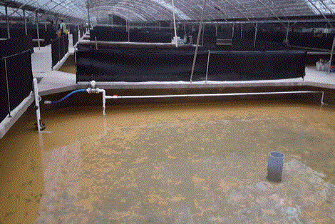 넙치양식 에너지(전기료) 절감 기술개발