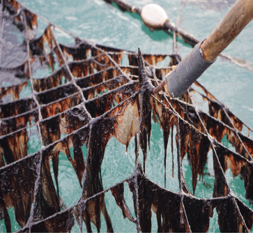 첨단육종기술 활용 김 우량종자 개발 및 산업화