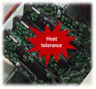 고수온내성 전복 선발용 유전자 마커 개발