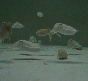 갑오징어 인공종자생산 기술 개발