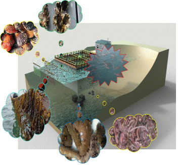 친환경 생태통합양식(IMTA) 기술 개발