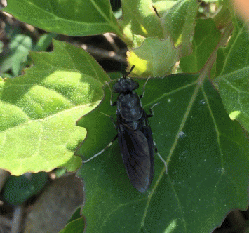 친환경 곤충소재 넙치 고효율 배합사료 개발