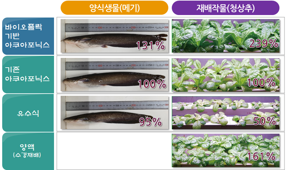 바이오플락(BFT) 기반 친환경 아쿠아포닉스 기술 개발