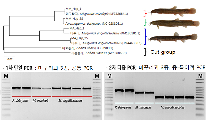 어업인 현장애로 해결을 위한 미꾸리과 종동정 유전자 마커 개발