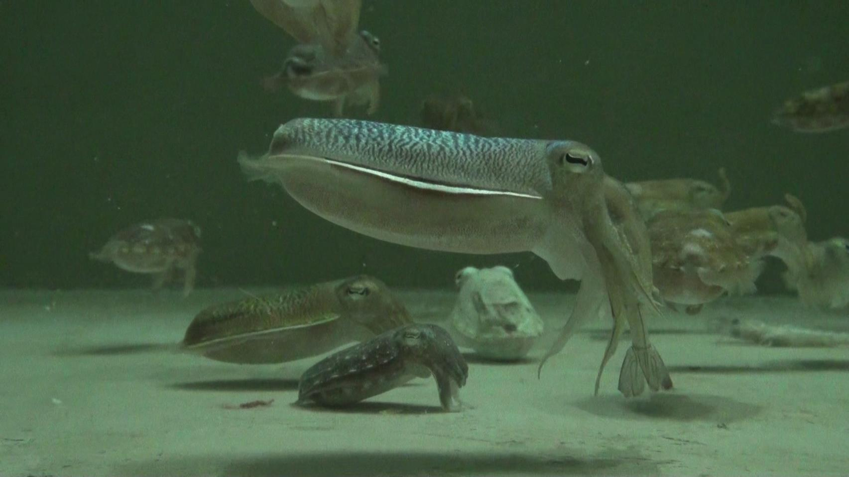 갑오징어 완전양식 및 산업화 기술 개발