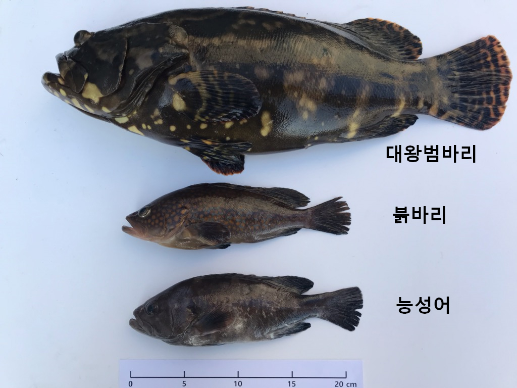 고수온 전략품종 대왕범바리 단기간 상품화 사육기술 개발