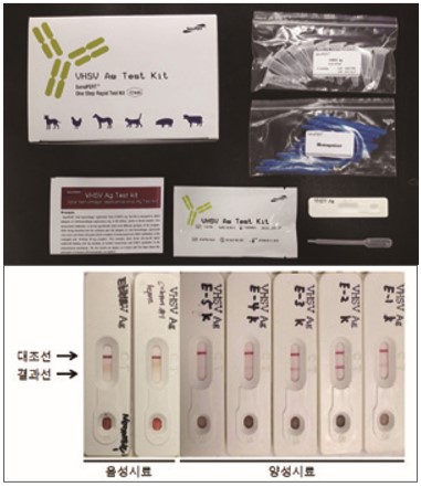 바이러스성출혈성패혈증 현장진단키트 개발