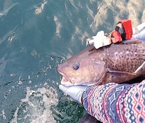 대구 산란여정, 바이오로깅 기법으로 구명