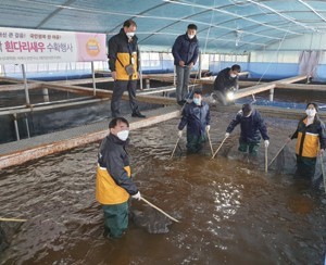 저염분 바이오플락 기반, 내륙에서 바다새우 양식 기술 개발