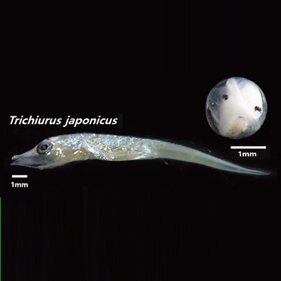 수산자원조사를 통한 난·자치어 서식 수층 구명