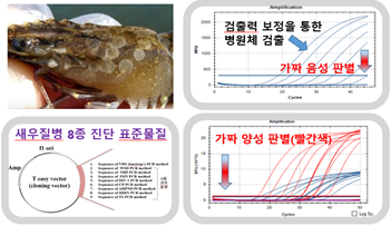 새우 질병 진단 표준물질 개발, 건강한 새우 생산 기반 마련