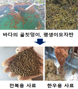 바다의 골칫덩이, 괭생이모자반을 활용하여 전복·한우 사료원료 개발
