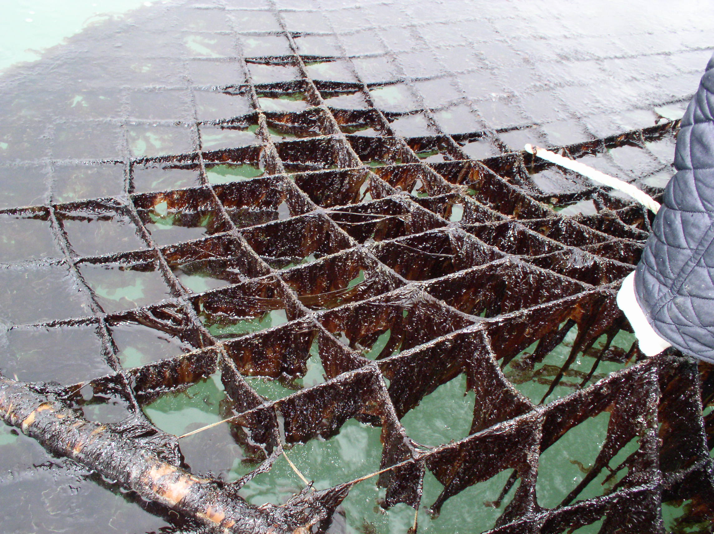 고품질 잇바디돌김 생산 안정화 기반 마련