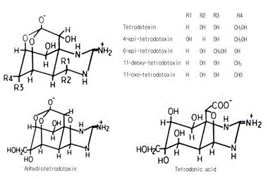 Tetrodotoxin 및 관련 유도체의 구조
