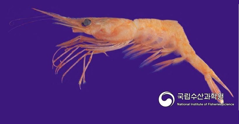 북쪽분홍새우