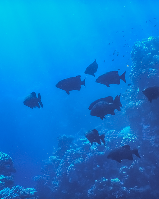 서해수산연구소장 임시이미지