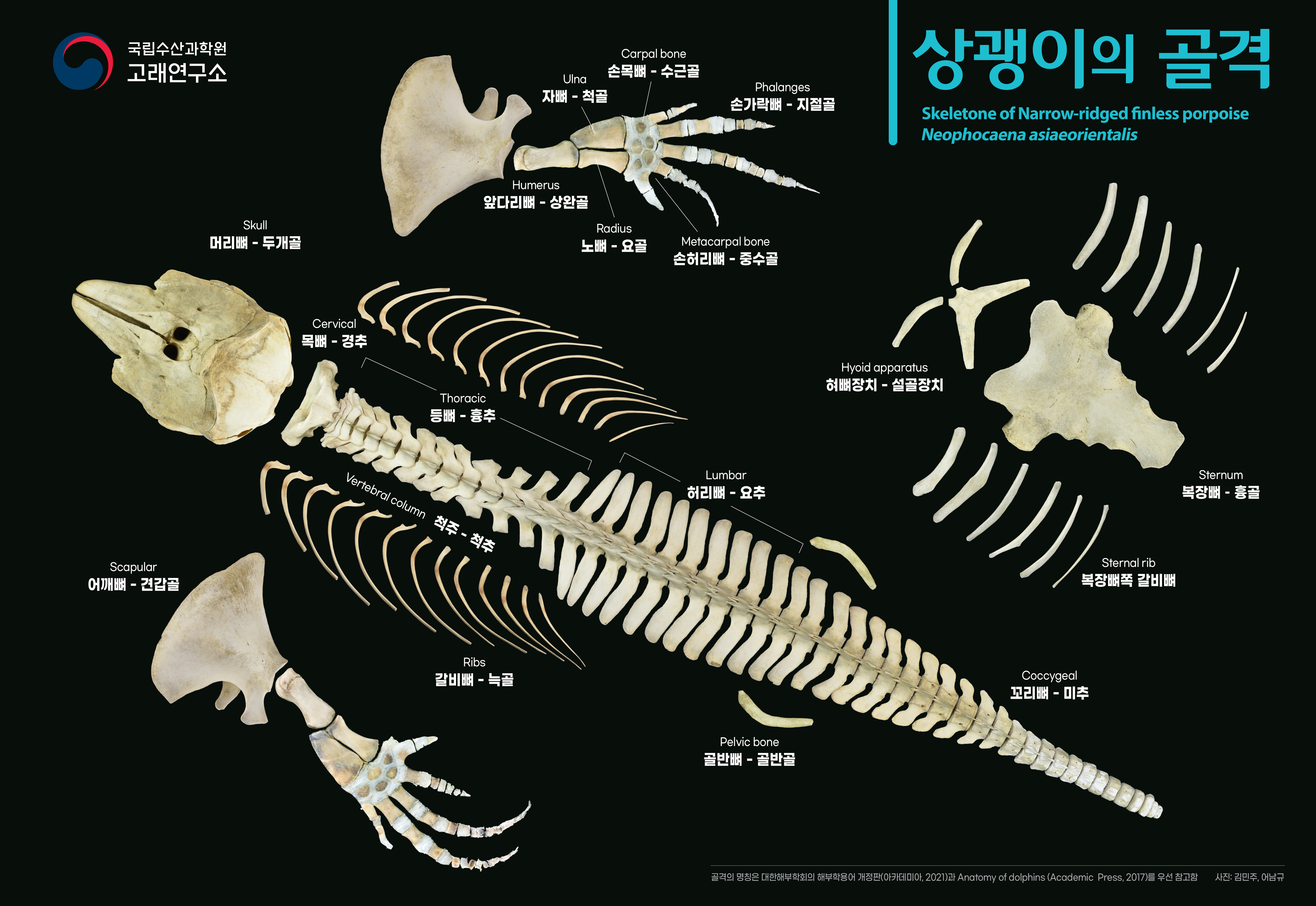 상괭이의 골격 포스터(2023)