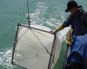 남해 연안 및 내만역 산란·성육장 연구