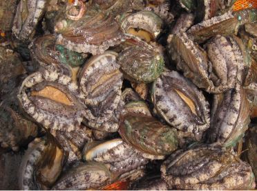 전복양식기술개발