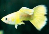 관상생물 양식기술 개발