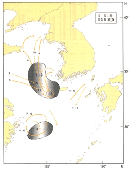 물가자미 이동사진
