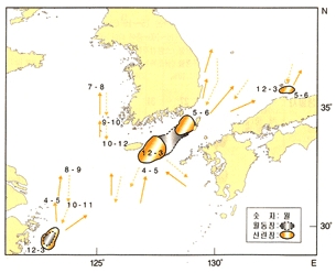 고등어 이동사진