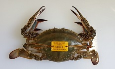 꽃게 태그 방류