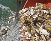 서해 자원회복대상종(꽃게) 방류