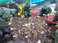 근해안강망 혼획투기 실태 조사