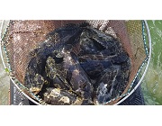 고수온 대체 양식품종(대왕범바리) 양식기술 개발