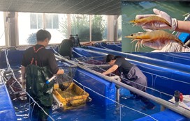 토종대하 복원 및 품종개량