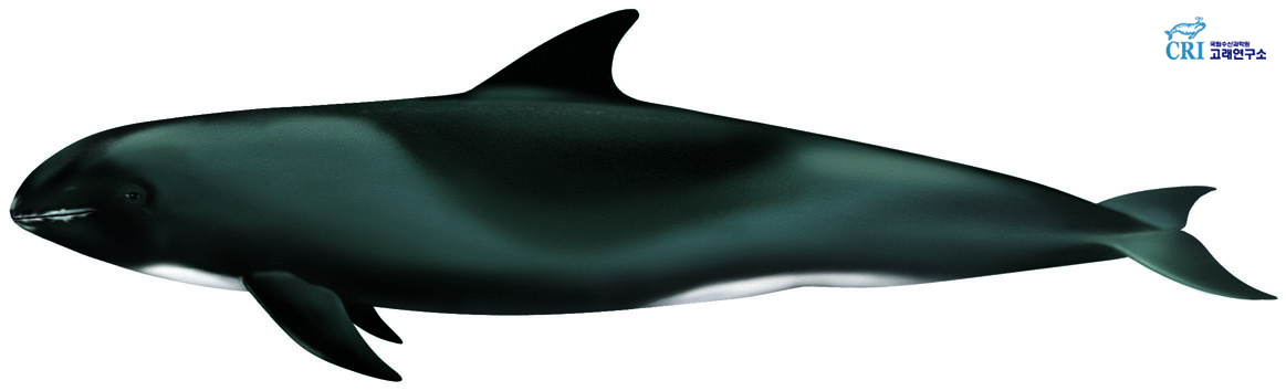고양이고래 이미지