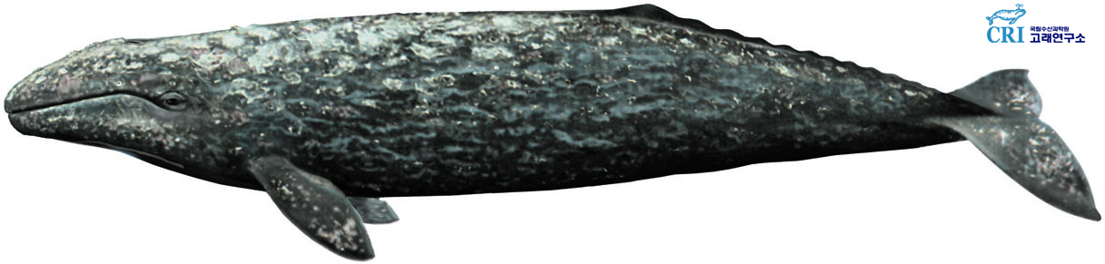 귀신고래 이미지