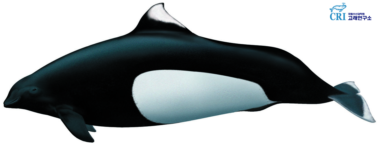 까치돌고래 이미지