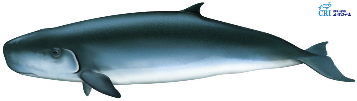 꼬마향고래 이미지