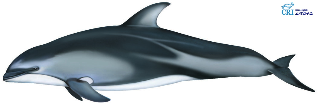 낫돌고래 이미지