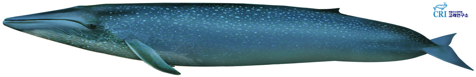 대왕고래 이미지