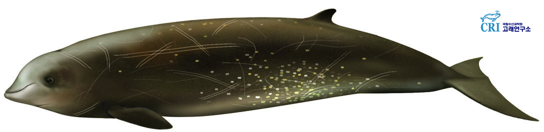 민부리고래 이미지