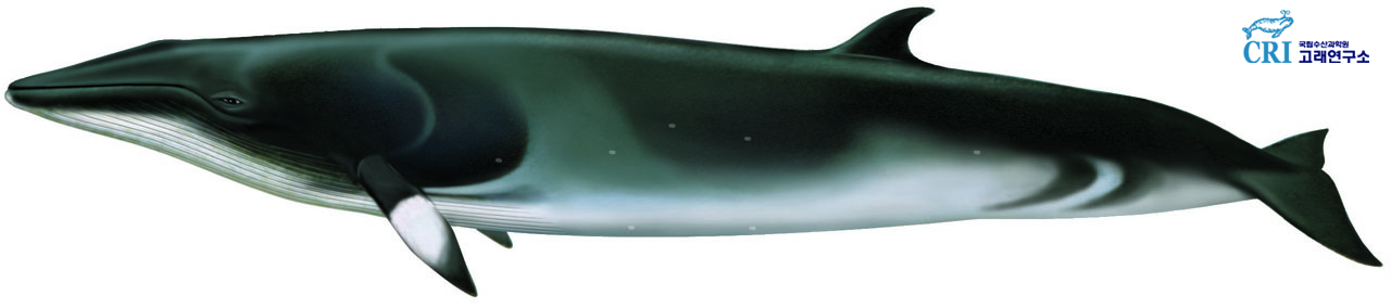 밍크고래 이미지