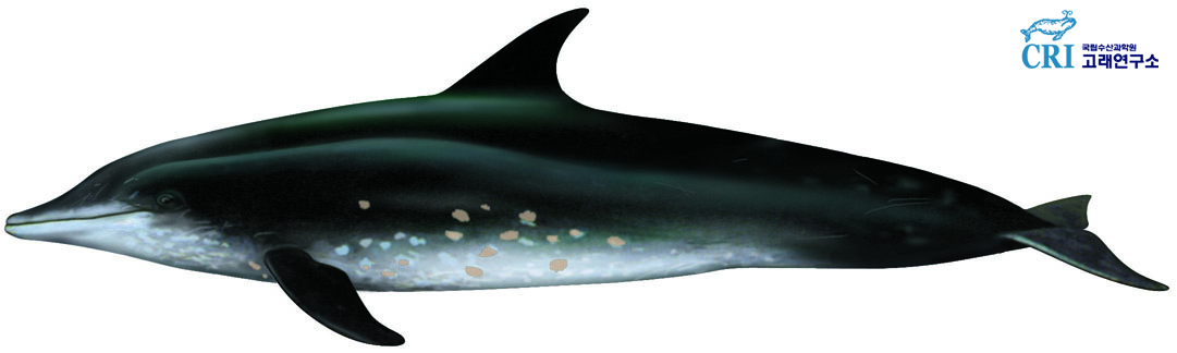 뱀머리돌고래 이미지