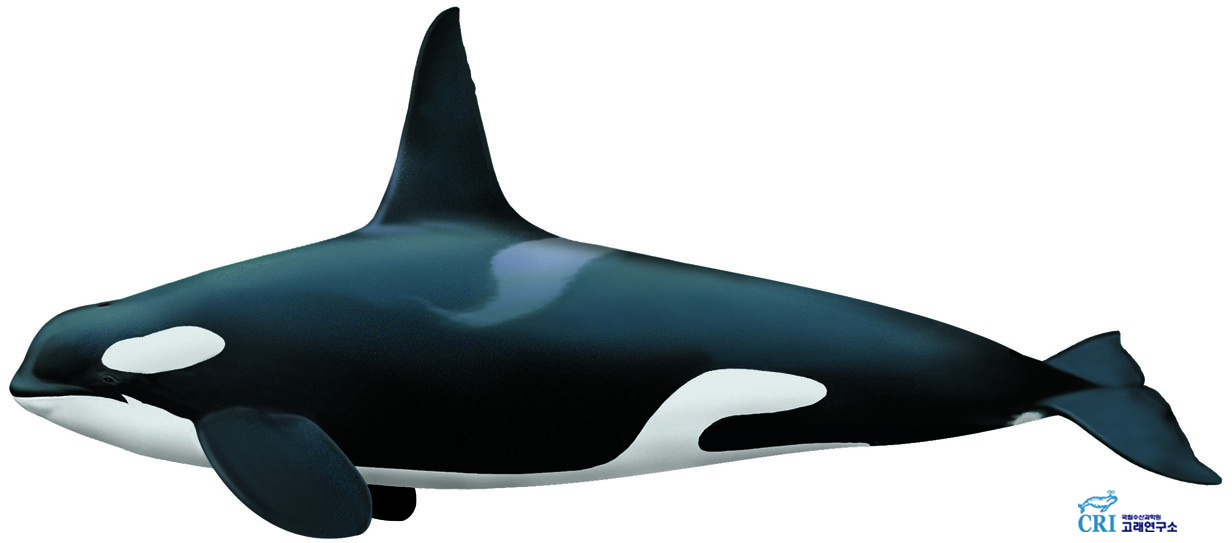 범고래 이미지