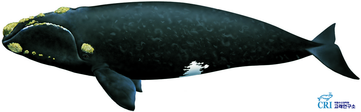 북방긴수염고래 이미지