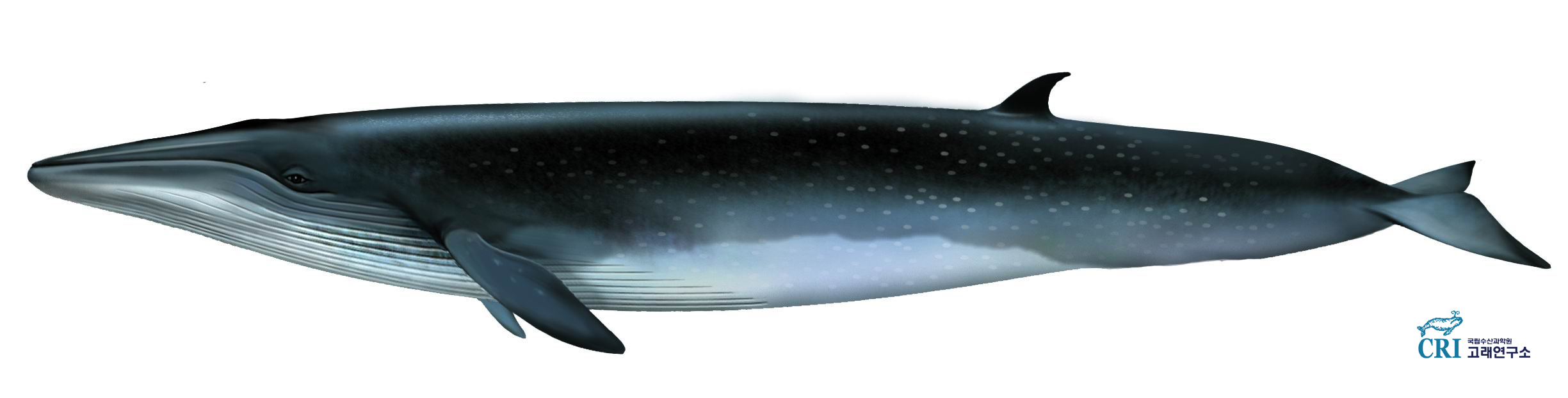 브라이드고래 이미지